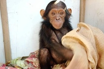 Vụ bắt cóc tinh tinh đòi tiền chuộc 'chưa từng có' ở Congo