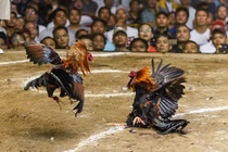 Nghi an tham sat gioi da ga chan dong Philippines hinh anh