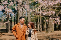 4 ngày ngắm hoa anh đào tại Hàn Quốc