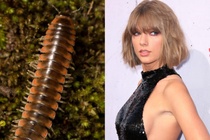 Taylor Swift được đặt tên cho loài sâu mới