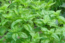 Meo diet muoi khong can dung hoa chat hinh anh