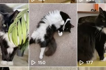 TikTok theo dõi nhà báo Anh qua tài khoản một con mèo
