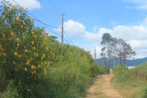 Nhung cung duong ngam hoa da quy o Tay Nguyen hinh anh