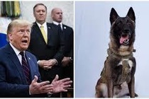 TT Trump tiết lộ chú chó giúp tiêu diệt thủ lĩnh IS sẽ tới Nhà Trắng