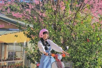 Mai anh dao o Da Lat khac gi dao thuong? hinh anh