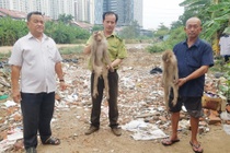 Bắn gây mê hai con khỉ sổng chuồng, đại náo khu dân cư ở TP.HCM
