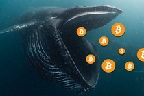 'Ca voi' Bitcoin thoi ky dau bat ngo chuyen hon 8 ty USD hinh anh