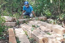 Yeu cau dieu tra vu khai thac rung trai phep o Kon Tum hinh anh