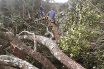 Chủ tịch xã để mất rừng bị bắt