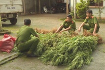Người đàn ông thuê rẫy trồng cần sa tiêu thụ