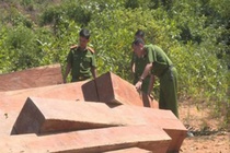 Khoi to giam doc cong ty lam nghiep vi de mat rung hinh anh