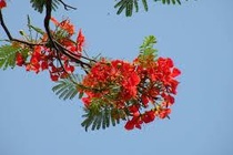 Bai tho ve mua he, loai hoa ruc lua duoc gioi tre yeu thich hinh anh