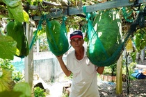 Lang bi dao khong lo vao vu thu hoach, co qua nang gan 60 kg hinh anh