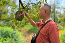 Gia sau rieng lao doc: Thuong lai bo coc, nha vuon om cuc no hinh anh