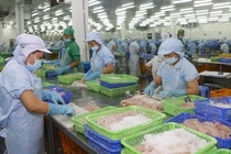 Cá tra bán sang Trung Quốc giảm mạnh