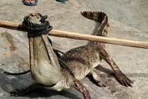 Bat duoc ca sau song chuong boi giua muong nuoc hinh anh
