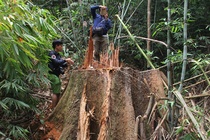 Nhieu can bo o Quang Nam bi ky luat vi de mat rung, khoang san hinh anh
