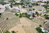 400 ha thanh long ở Bình Thuận ngập trong nước