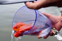 Vì sao thả cá chép để cúng ông Công ông Táo