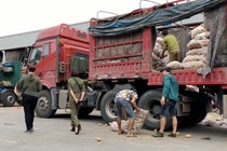 Mua hanh tay, ca rot Trung Quoc duoc bao giay to chung minh do Da Lat hinh anh