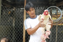 Ga Dong Tao xin 1 trieu dong/kg o mien Tay hinh anh