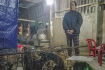 Bắt nhóm người trộm 30 con chó mỗi đêm