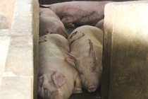 Heo bi tieu huy do dich benh duoc ho tro 40.000 dong/kg hoi hinh anh