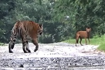 8 con soi lua lieu linh quay roi ho Bengal o An Do hinh anh