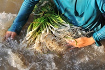 Nong dan mien Tay thu hoach kieu chay Tet hinh anh