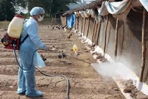 PGS.TS Tran Dac Phu: 'Phai danh gia muc do nguy hiem cua cum A/H5N1' hinh anh