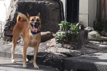 Cu ba 67 tuoi tu vong sau 6 thang bi cho nha can hinh anh
