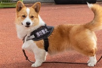 ‘Sieu sao’ canh khuyen giong corgi dau tien tai Trung Quoc hinh anh