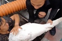 Thien nga Hai Phong mac cau, bi thuong o chan hinh anh