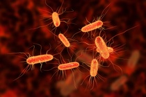 Trieu chung pho bien nhat khi nhiem khuan E. coli hinh anh