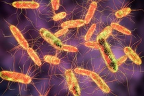 Nhung trieu chung canh bao nhiem khuan Salmonella hinh anh