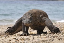 Indonesia hủy kế hoạch đóng cửa đảo rồng Komodo