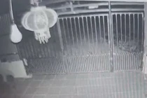 Khoanh khac nguoi di xe may lao thang ‘Ho tu than’ sau 10 m hinh anh