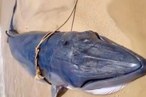 Ca voi dai 4 m, nang gan 1 tan dat vao bo bien Ninh Thuan hinh anh