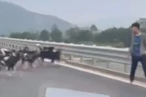 ‘Giat minh’ thay xe may, gia suc tren cao toc Ha Tinh hinh anh