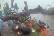 Cay bat ngo de trung nguoi di duong, ai chiu trach nhiem? hinh anh
