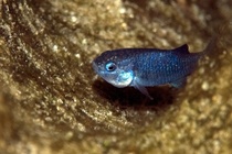 Loai ca quy hiem nhat hanh tinh hinh anh