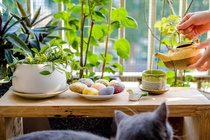 Thức uống dân dã mà thanh tao của người Việt