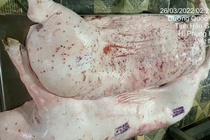 Vu C.P. bi to ban heo benh: Bo Nong nghiep noi se xu ly den cung hinh anh
