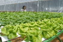 Vuon rau thuy canh bac ty o Da Lat hinh anh