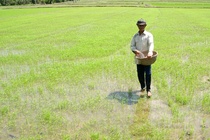 Thuong lai mien Tay dua nhau mua lua non hinh anh
