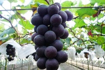 Meein Farm gia nhap thi truong phan phoi nho nhap khau Han Quoc hinh anh