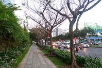 Cây đã chết khô, các bộ vẫn còn… bàn