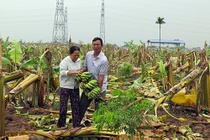 De nghi khoi to vu an con do chat ha hang nghin cay chuoi hinh anh