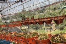 Điều tra vườn lan giá trị gần 3 tỷ bị mất trộm ở Hòa Bình
