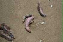 Vung Tau tran an du khach khi sau, sua bien dat vao bo hinh anh